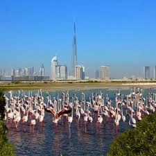 Bird Watching Al Zorah Beach