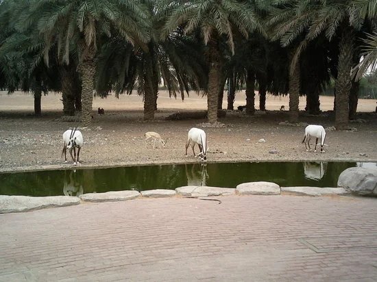 Predators & Large Mammals Arabian Wildlife Center