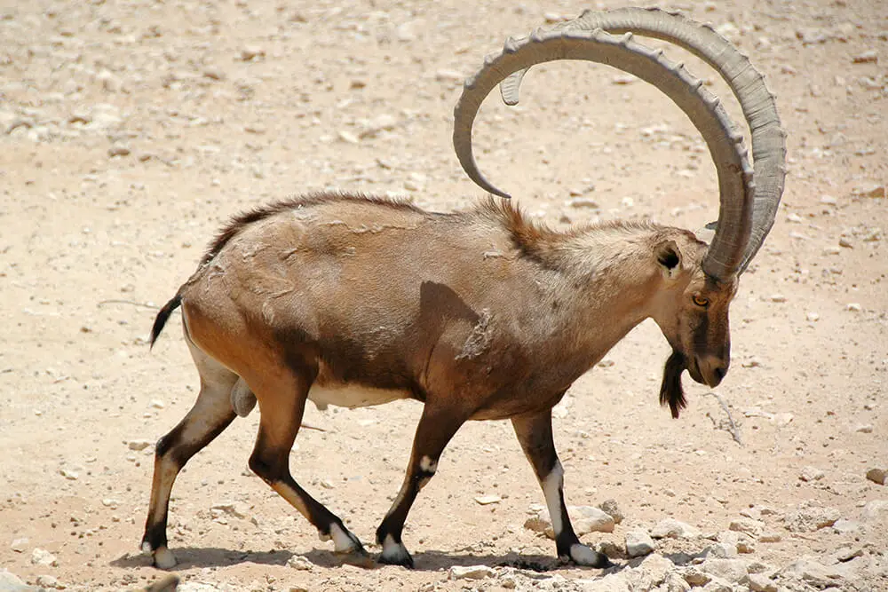 Ungulates & Herbivores Arabian Wildlife Center
