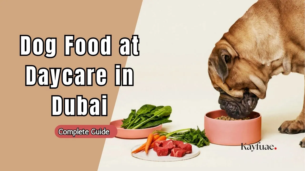 Dog food at daycare in Dubai
