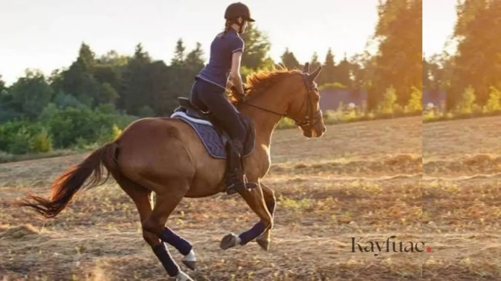Mushrif Park Horse Riding