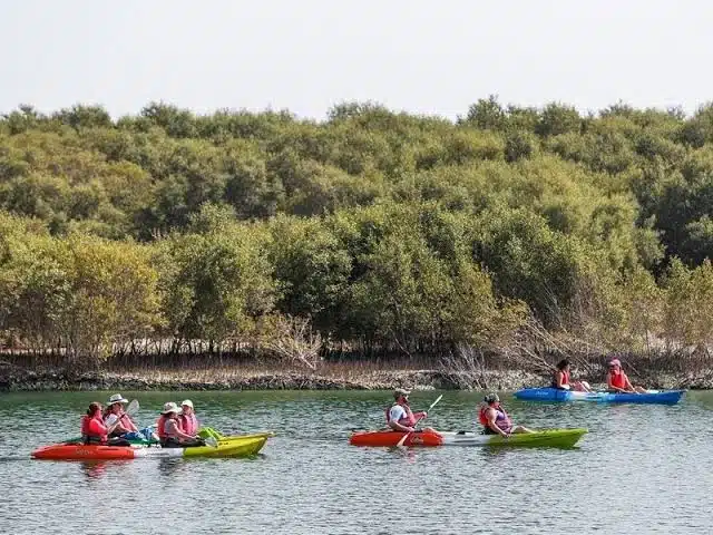 Mangrove National Park Abu Dhabi mangrove forest